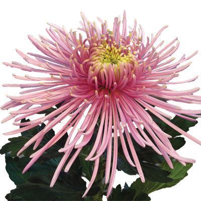 Хризантема Spider, Гор12, Выс40 в интернет гипермаркете «Планета Лета». Фото