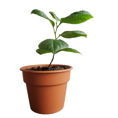 Хурма Kakipito, Гор28, Выс150 И в интернет гипермаркете «Планета Лета». Фото