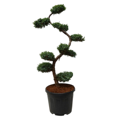 Можжевел.китайс.Blue Alps POMPONS, Гор35, Выс80 И в интернет гипермаркете «Планета Лета». Фото