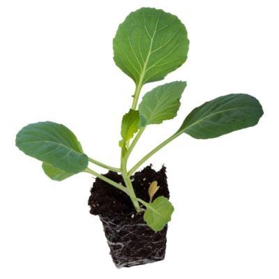 Рассада Капуста цветная Гор9 М в интернет гипермаркете «Планета Лета». Фото