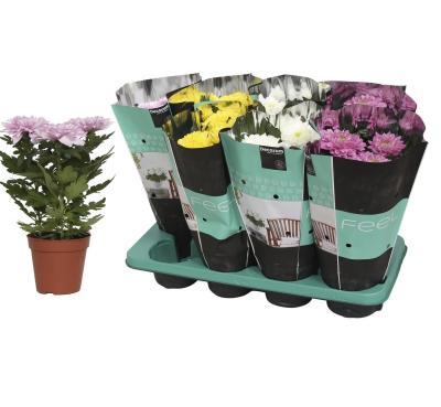 Хризантема Zembla Mix, Гор13, Выс40 в интернет гипермаркете «Планета Лета». Фото