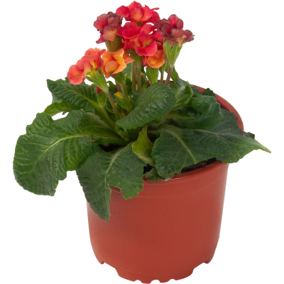 Овсяница, Гор 11 М в интернет гипермаркете «Планета Лета». Фото