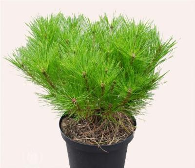 Сосна густоцв.Alice Verkade, Гор31, Выс70 в интернет гипермаркете «Планета Лета». Фото