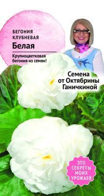 Бегония клубневая Белая 6 шт Ганичкина в интернет гипермаркете «Планета Лета». Фото