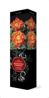 Роза Раффлс флорибунда Шоколад Раффлс Люкс П в интернет гипермаркете «Планета Лета». Фото