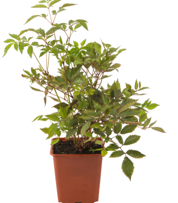 Партеноциссус пятилисточковый, Гор24 ,Выс200 в интернет гипермаркете «Планета Лета». Фото