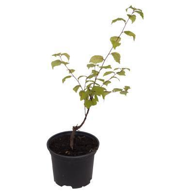 Вишня войлочная, С2 П Планета Лета в интернет гипермаркете «Планета Лета». Фото Вишня войлочная, С2 П в интернет гипермаркете «Планета Лета». Фото