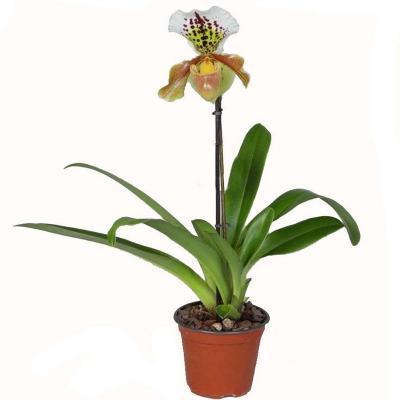 Орхидея PaphiopedilumPinocchio, Гор12, Выс40 в интернет гипермаркете «Планета Лета». Фото
