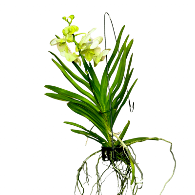 Фаленопсис Mix подвесной, Гор9, Выс40 в интернет гипермаркете «Планета Лета». Фото