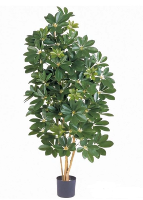 Шеффлера натуральная зелёная 110 см в интернет гипермаркете «Планета Лета». Фото