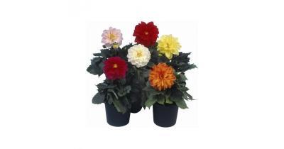 Георгина микс, Гор12, Выс30 в интернет гипермаркете «Планета Лета». Фото