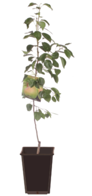 Груша Communis Conference, Гор30, Выс120 И в интернет гипермаркете «Планета Лета». Фото