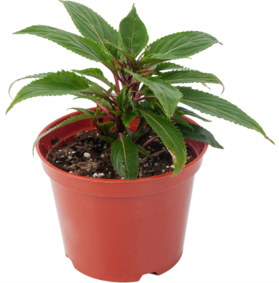 Бальзамин микс, Гор12, Выс15 в интернет гипермаркете «Планета Лета». Фото