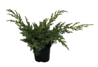 Можжевел.чешуйч.Blue Swede, Гор19, Выс20-30 в интернет гипермаркете «Планета Лета». Фото