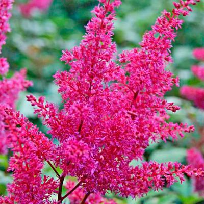 Астильба Везувиус Tim Гор17 М в интернет гипермаркете «Планета Лета». Фото