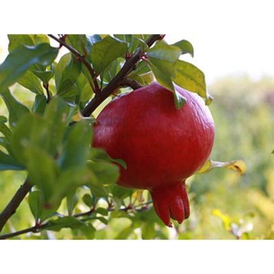 Гранат Никитский ранний С2 H40 в интернет гипермаркете «Планета Лета». Фото