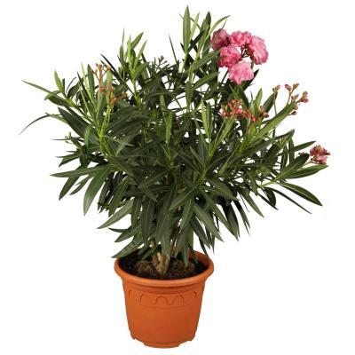 Олеандр сортовой, Гор24, Выс80 И в интернет гипермаркете «Планета Лета». Фото