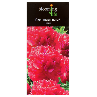 Пион травянистый Ричи в интернет гипермаркете «Планета Лета». Фото