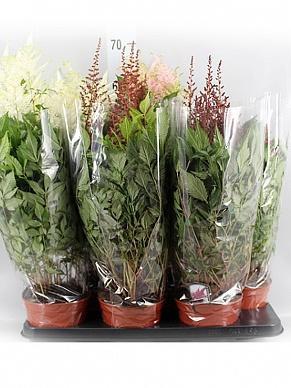 Астильба микс, Гор15, Выс65 в интернет гипермаркете «Планета Лета». Фото