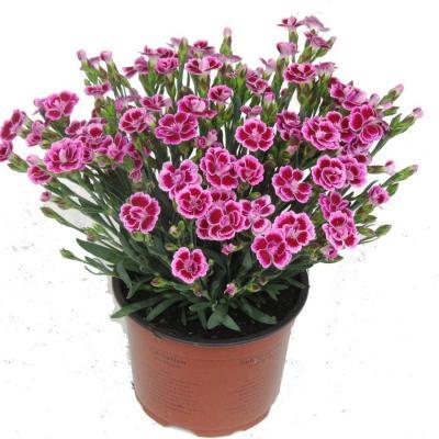 Гвоздика Pink Kisses, Гор13, Выс23 в интернет гипермаркете «Планета Лета». Фото
