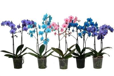 Фаленопсис 2 pp Color, Гор12, Выс70 в интернет гипермаркете «Планета Лета». Фото