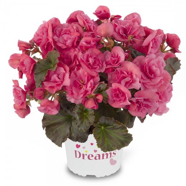 Бегония Solenia mixed , Гор19, Выс40 в интернет гипермаркете «Планета Лета». Фото