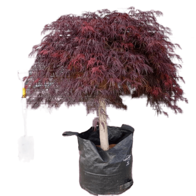 Клен пальм.Dissectum Atropurpureum штамб, Гор70, Выс120 в интернет гипермаркете «Планета Лета». Фото