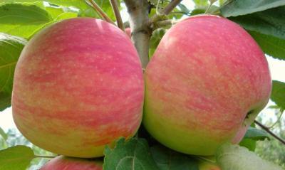 Яблоня карликовая Мельба 2-летка ОКС Н150 в интернет гипермаркете «Планета Лета». Фото