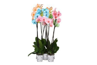 Фаленопсис 2 pp Mix Special sort orange,yellow,striry, Гор12, Выс60 в интернет гипермаркете «Планета Лета». Фото