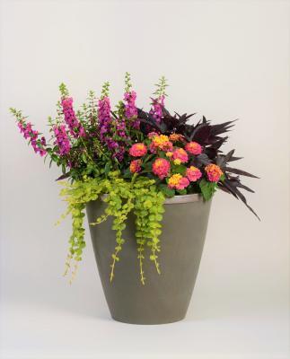 Вербейник монетчатый, Гор18 М в интернет гипермаркете «Планета Лета». Фото