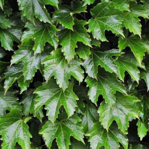 Виноград трехлисточковый (Партеноциссус) Даймонд Монтайнс в коробкеЛюкс в интернет гипермаркете «Планета Лета». Фото