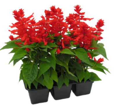 Сальвия клаета (6) М в интернет гипермаркете «Планета Лета». Фото