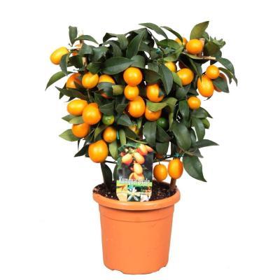 Цитрофортунелла Mix, Гор17, Выс60 в интернет гипермаркете «Планета Лета». Фото