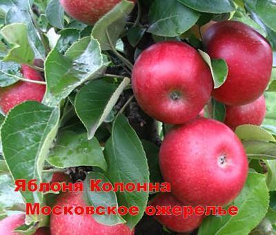 Яблоня колоновидная Московское ожерелье 2-летка С4 Выс80 в интернет гипермаркете «Планета Лета». Фото