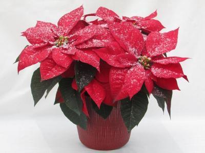 Пуансеттия TRIO, Гор25 М в интернет гипермаркете «Планета Лета». Фото