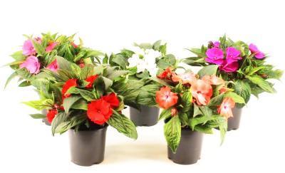 Бальзамин новогвинейский, Гор12 М в интернет гипермаркете «Планета Лета». Фото