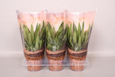 Пахиподиум Lamerei, Гор10, Выс20 в интернет гипермаркете «Планета Лета». Фото