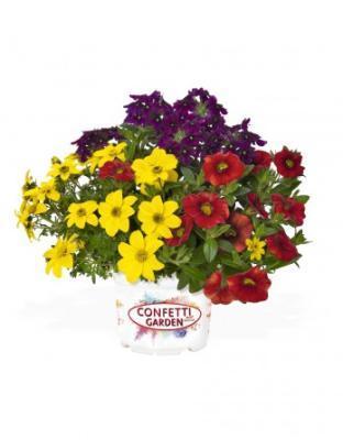 Растения Трио композиция, Гор14 М в интернет гипермаркете «Планета Лета». Фото