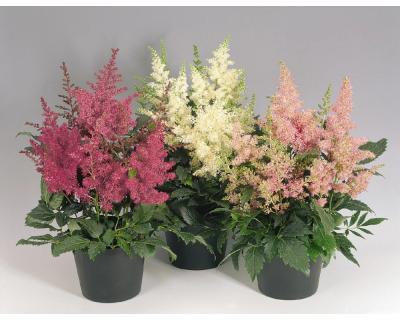 Астильба микс, Гор11, Выс15 в интернет гипермаркете «Планета Лета». Фото