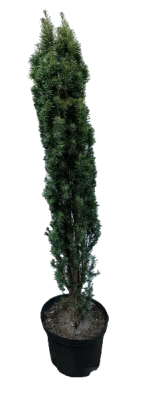 Тис ягодный Fastigiata Robusta, Гор50, Выс170 в интернет гипермаркете «Планета Лета». Фото