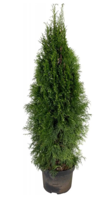 Туя запад.Smaragd, Гор33, Выс170 Уценка!! в интернет гипермаркете «Планета Лета». Фото