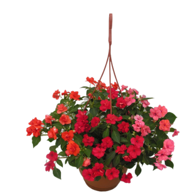 Бальзамин амп., Гор20 М в интернет гипермаркете «Планета Лета». Фото