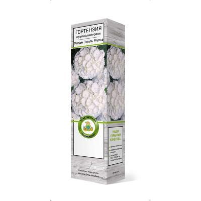 Гортензия крупнолистовая Мадам Эмиль Мулье/ЦКор в интернет гипермаркете «Планета Лета». Фото