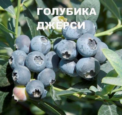 Голубика высокорослая Джерси С2 Выс30 в интернет гипермаркете «Планета Лета». Фото