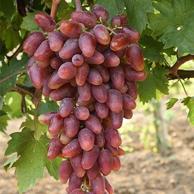 Виноград плодовый Дубовский розовый/ЦКор П в интернет гипермаркете «Планета Лета». Фото