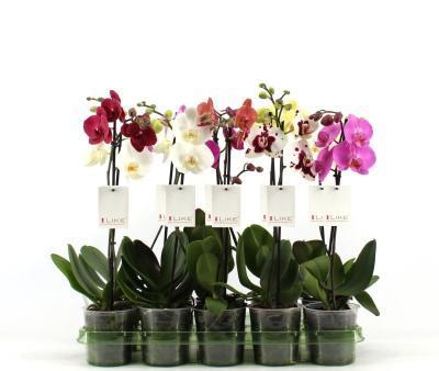 Фаленопсис 1 pp Mix, Гор11, Выс45 в интернет гипермаркете «Планета Лета». Фото