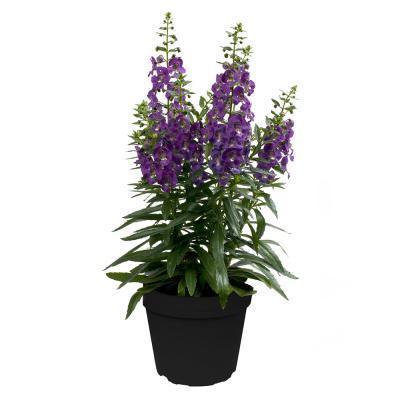 Ангелония, Гор9 М в интернет гипермаркете «Планета Лета». Фото