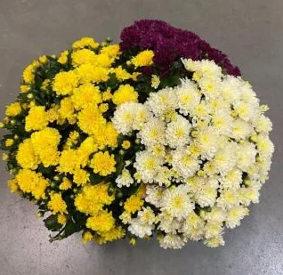 Хризантема трио, Гор14 М в интернет гипермаркете «Планета Лета». Фото