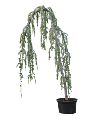 Кедр атласский Glauca pendula ф.канделябр, Гор70, Выс220-250 в интернет гипермаркете «Планета Лета». Фото
