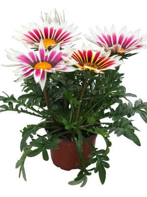 Гацания, Гор8 М в интернет гипермаркете «Планета Лета». Фото